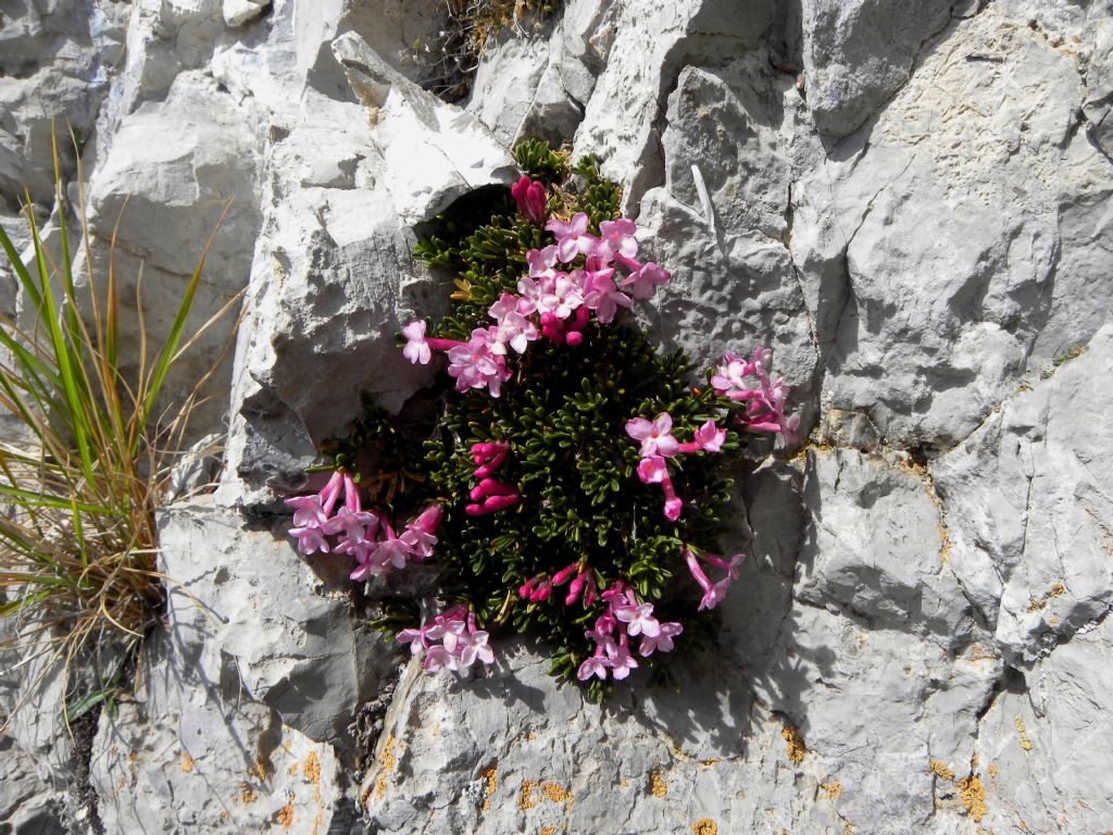 Daphne petraea